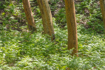 Lush green ferns growing underneath trees in tapada nacional de mafra