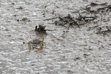 Small crab walking on wet mud in mangrove forest ecosystem