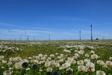 Wild flowers in the park, Prince-Edward, Island, Canada