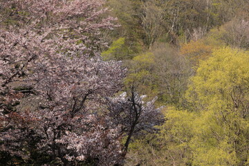 山間部の春景色　石狩市