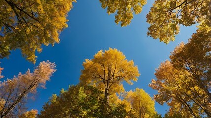 yellow autumn leaves, Autumn Treetops Sunlight and Blue Sky