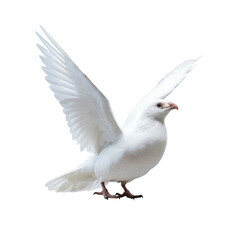 white pigeon dove flying on the transparent background 