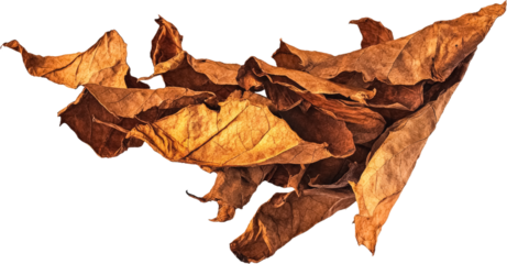 Dried Leaves in Abstract Arrangement