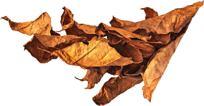 Dried Leaves in Abstract Arrangement