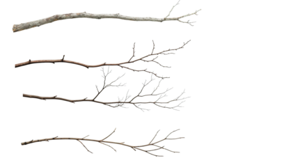 twig or branch png