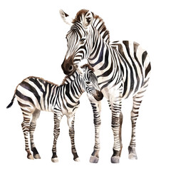watercolor of A Mother Zebra With Her Kid, vector, isolated on a white background.