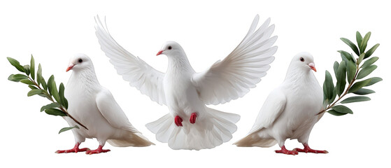 Three white doves gracefully arranged, one in flight, holding olive branches, symbolizing peace
