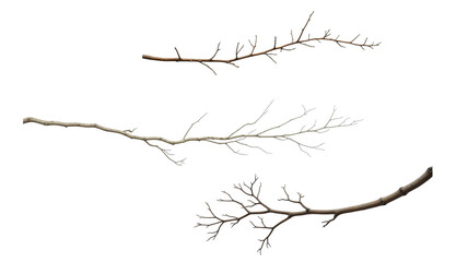twig or branch png © Late