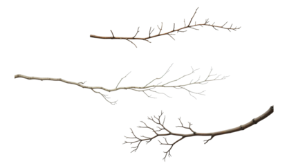 twig or branch png