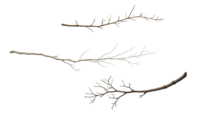 twig or branch png