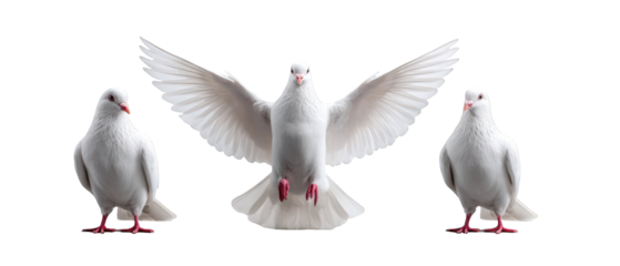 Three white doves in flight and at rest, showcasing their feathers against a neutral backdrop