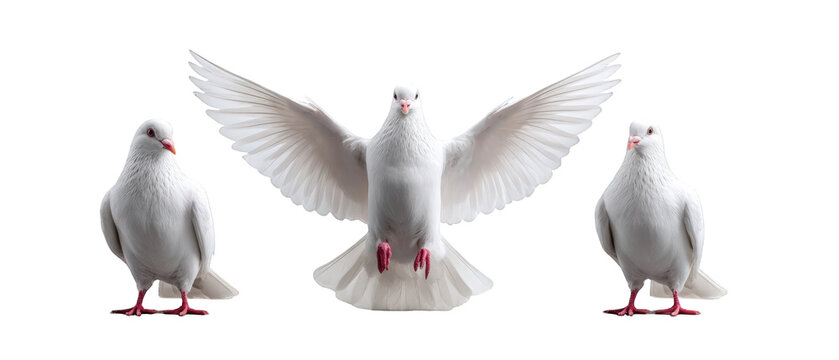 Three white doves in flight and at rest, showcasing their feathers against a neutral backdrop