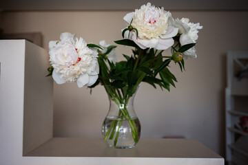 Elegant fresh white peonies arranged beautifully in a glass vase indoors
