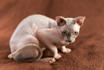  Cat and sphinx concept bald sphinx cat on soft blanket