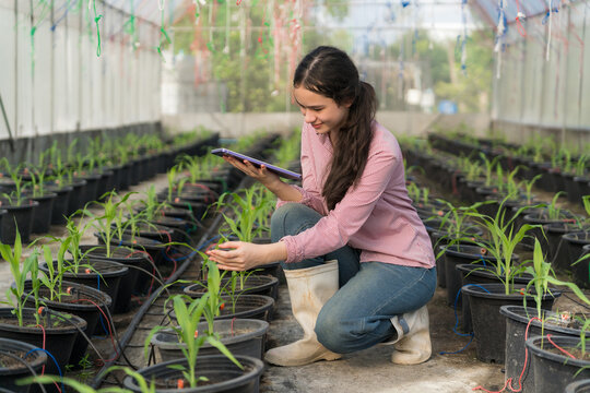 A school girl is studying agriculture in a greenhouse. She examines corn seedlings and uses a tablet to record data. It is a modern agricultural learning activity in an environment that emphasizes sus