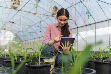 A school girl is studying agriculture in a greenhouse. She examines corn seedlings and uses a tablet to record data. It is a modern agricultural learning activity in an environment that emphasizes sus