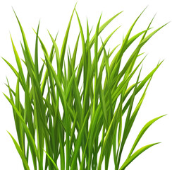 Fototapeta premium Vibrant Green Grass Cluster