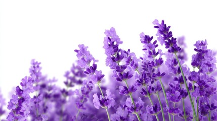 Obraz premium Lavender flowers create a calming scene. These vibrant purple blooms are perfect for relaxation and inspiration. Ideal for nature lovers and home decor. Bright and cheerful. AI