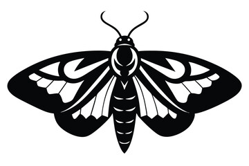 Detailed moth art displays intricate patterns, black silhouettes, and striking symmetrical wing shapes