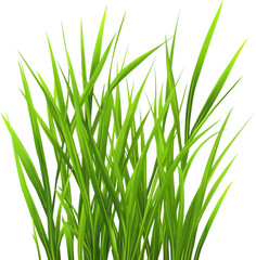Naklejka premium Vibrant Green Grass Blades