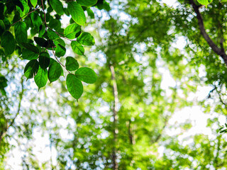tree background, Nature composition Looking up view of tree trunk to green leaves of tree in forest with sun light. Fresh environment in green woods. Forest tree on sunny day. Sustainable ecology