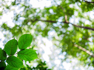 tree background, Nature composition Looking up view of tree trunk to green leaves of tree in forest with sun light. Fresh environment in green woods. Forest tree on sunny day. Sustainable ecology