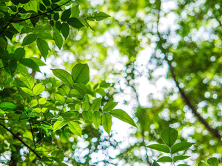 tree background, Nature composition Looking up view of tree trunk to green leaves of tree in forest with sun light. Fresh environment in green woods. Forest tree on sunny day. Sustainable ecology