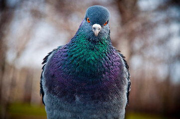 the blue dove was hovering