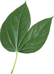 Obraz premium Close-up View of Two Green Leaves