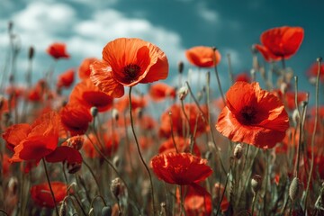 Vibrant red poppy field blossoming under brilliant summer skies during golden hour