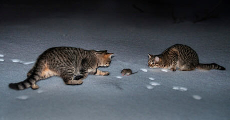 two cats are hunting for a mouse in the snow