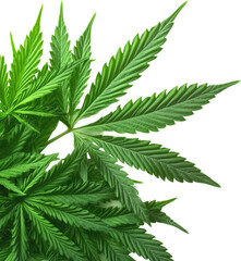 Close-up of Fresh Cannabis Leaves
