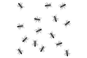 Set of ant Insect Insects ant ants emmet pismire banne.r Insect Insects ant ants emmet pismire banner Vector icon icons sign signs fun funny A line of worker workers ants marching search 