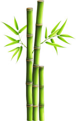 Green Bamboo Plants and Leaves
