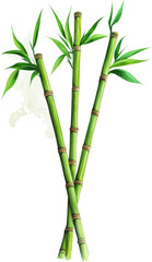 Fototapeta premium Fresh Green Bamboo Shoots