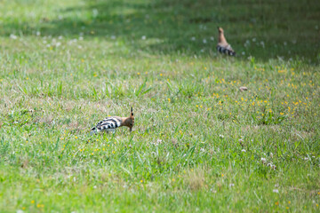 Hoopoe (Upupa epops), a colorful migratory bird, recognizable by its orange and black crest.