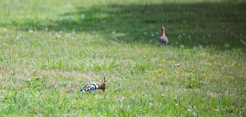 Hoopoe (Upupa epops), a colorful migratory bird, recognizable by its orange and black crest.