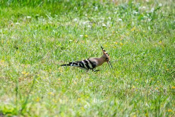 Hoopoe (Upupa epops), a colorful migratory bird, recognizable by its orange and black crest.