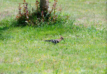 Hoopoe (Upupa epops), a colorful migratory bird, recognizable by its orange and black crest.