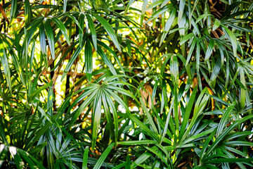 Palm Leaves Tree Outdoor Wall