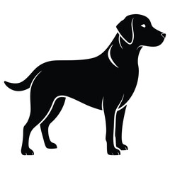Silhouette of a black Labrador standing gracefully showcases the breed's sleek form and powerful build