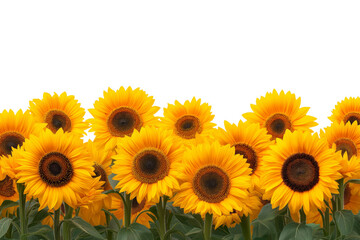 Fototapeta premium field of vibrant sunflowers bathed in sunlight isolated on white background