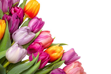 Colorful tulips isolated on white background