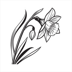 daffodil flower vector illustration