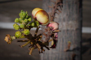 Cannonball tree flower buds (Couroupita guianensis)