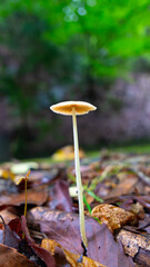 静寂に浮かぶ妖精の灯