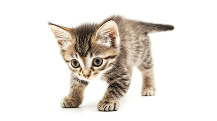 Obraz premium kitten isolated on a white background