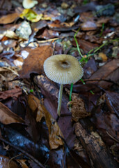 森の静寂に息づくきのこ
