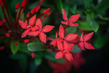 Red ixora flowers blooming in garden