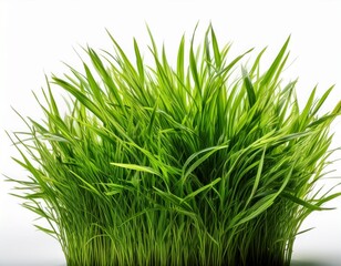 green grass isolated on white background